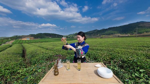 梵净山贡茶